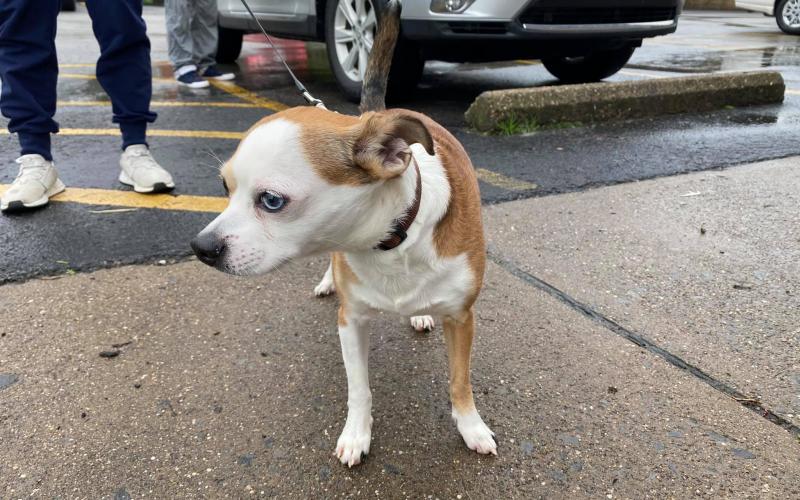 middletown animal clinic fairmont west virginia Joselyn Swartz